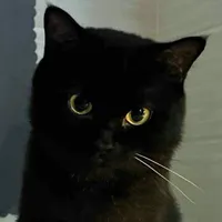 mimi