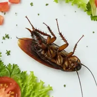 Tg (tôi bị ngu)