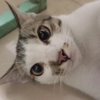 An