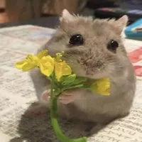 hệ thống cute hột me xí mụi