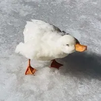 @𝙘𝙜𝙞𝙬𝙖𝙣𝙭「♋︎」