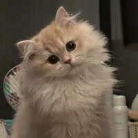 Mi