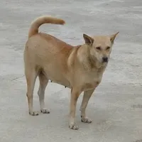 chó