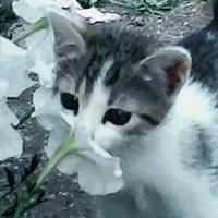 Mèo con