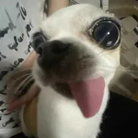 •~●