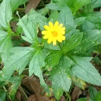 Nhân vật bí ẩn..