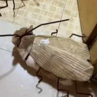Tác giả Kyo not ký ồ☺️