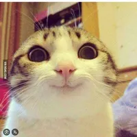 t/g cute