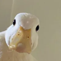 "𝙷𝚎̣̂ 𝚝𝚑𝚘̂́𝚗𝚐"𝚟𝚒̣𝚝 𝚋𝚎́𝚘