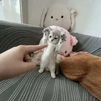 tg cute