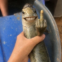 🎏