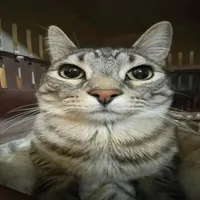 Meobel🤑