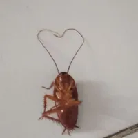 gián