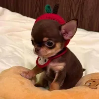 dâuu