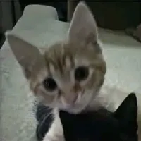 t/g