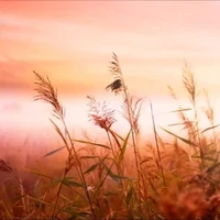 các nhân vật khác