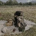 Con mồn lèo vô dụng 😹