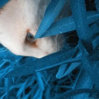 tác giả (🥒+🌼=🌻🌚)