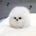 tác giả siu cute