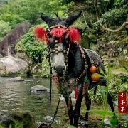 Tiểu Bình Quả