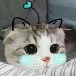 Gấu bông