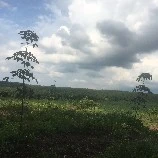 cỏ