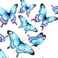 Bluefly