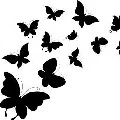 Blackfly