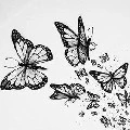 Whitefly