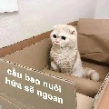 please nuôi tao