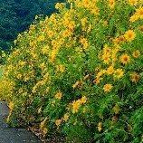 Nhân vật tổng hợp