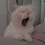 Cat-TG
