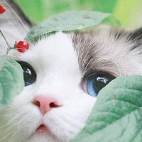 TG /ᐠ｡ꞈ｡ᐟ\