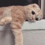 tác giả hơi bị cute