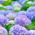 Nhân vật phụ tổng hợp