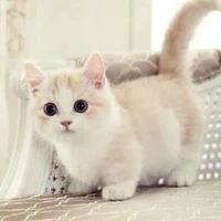 All mấy anh