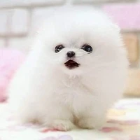 Tác giả cute phô mai que ( Dii )