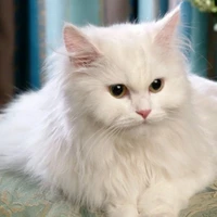 tiểu mao(hệ thống ám sát)