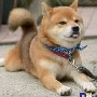 Bánh xèo xèo muôn năm
