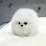 lucky(thú cưng thụ)