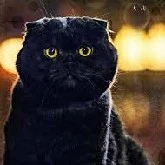 Mèo Đen Đại Khánh