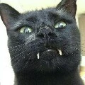 Vampire cats