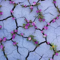 diễn viên quần chúng