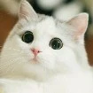 susan(mèo)