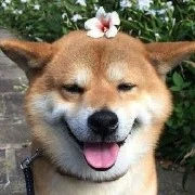tác giả mất trí nhớ