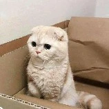 TÁC GIẢ / CA CA