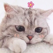 Shiro