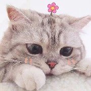 Shiro