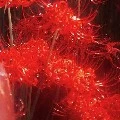 Quỷ tổng hợp