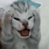 tác giả thểu năng